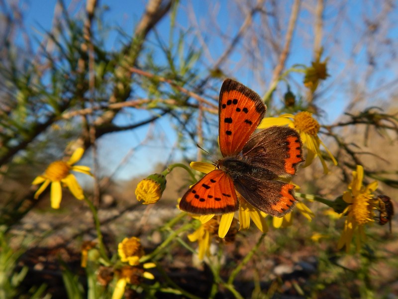 L''ultima Lycaena...